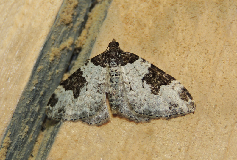 Xanthorhoe fluctuata Geometridae